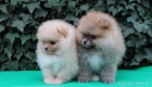 Pomeranian �t��ata s PP