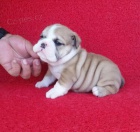 Anglick� buldok �t��ata.