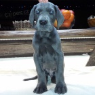 N�meck� doga modr�