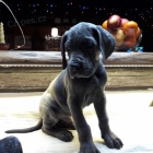 N�meck� doga modr�