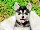 �t��ata Sibi�sk�ho huskyho.