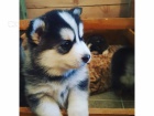 Pomsky a Sibi�sk� husky �t��ata