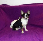 �ivava s PP - pejsci