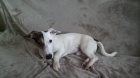 NABIZ�M PSA JACK RUSSELL KE KRYT�