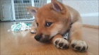 Kr�sn� star� 12 t�dn� Shiba Inu �t��ata pot�ebuje novou miluj�c� rodinu.