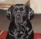 Tosa inu  -  �ern� �t��ata s PP