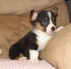 Corgi �t��ata pro p�ijet� 