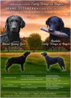 �t�n� Curly coated retrievera