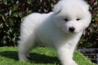Samoyed �t��ata pro adopci