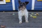 Miniaturn� �t���tka Schnauzer pro p�ijet�