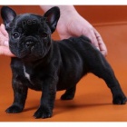 Francouzsk� �t���tka buldok� s PP.