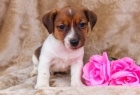 Velmi hrav� �t���tka Jack Russel