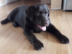 Labradorsk� retr�vr-hn�d� a �ern� �t�n�tko s PP