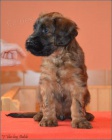 Briard plav� �t���tka