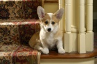 �t��ata Pembroke Welsh Corgi