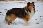 Sheltie pes ke kryt�