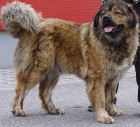 Kavkazsk� pasteveck� pes
