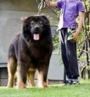 Kavkazsk� pasteveck� pes