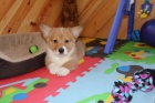 Welsh Corgi (Pembroke) �t���tka pro adopci