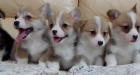 �t���tka velk�ho �al�tu Corgi Pembroke p�ipravena na nov� domovy