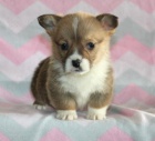 Welsh Corgi (Pembroke) �t���tka jsou p�ipraveni j�t