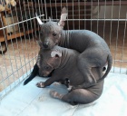 peru�nsk� nah��