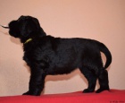 Briard� fenka s PP