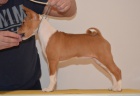 Basenji �t���tko - fenka s PP