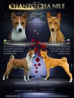 Basenji �t���tko - fenka s PP
