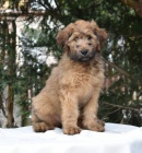 �t��ata briard k odb�ru s PP