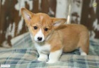 �t��ata Pembroke Welsh Corgi