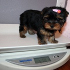 Kr�sn� Yorkshire teri�r �t��ata.