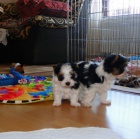 York��rsk� teri�r na prodej s PP