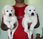 Zlat� retr�vr �t��ata k dispozici s PP.