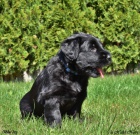 Briard �ern� �t��ata s PP