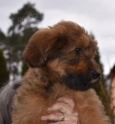 Briard �t��ata s PP po v�born�ch rodi��ch