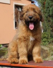 Briard �t��ata s PP po v�born�ch rodi��ch