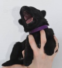 Prodej �t��at NO s PP