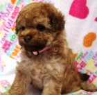 Rusk� barevn� bolonka