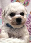 Bi�onek - Bichon - Fris�