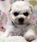 Bi�onek - Bichon - Fris�