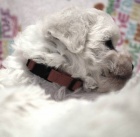 Bi�onek - Bichon - Fris�