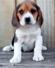Rodokmen Beagle �t��ata