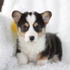�t��ata Pembroke Welsh Corgi