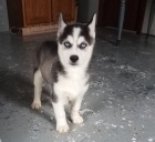 �t��ata sibi�sk�ho husky