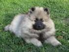 N�meck� �pic vl�� / Keeshond