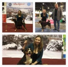 Appenzellsk� sala�n�cky pes