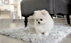  Pomeranian �t��ata.
