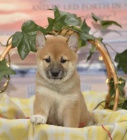 Roztomil� Shiba Inu �t��ata