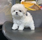 Malt�z��ek, malt�zsk� ps�k s PP